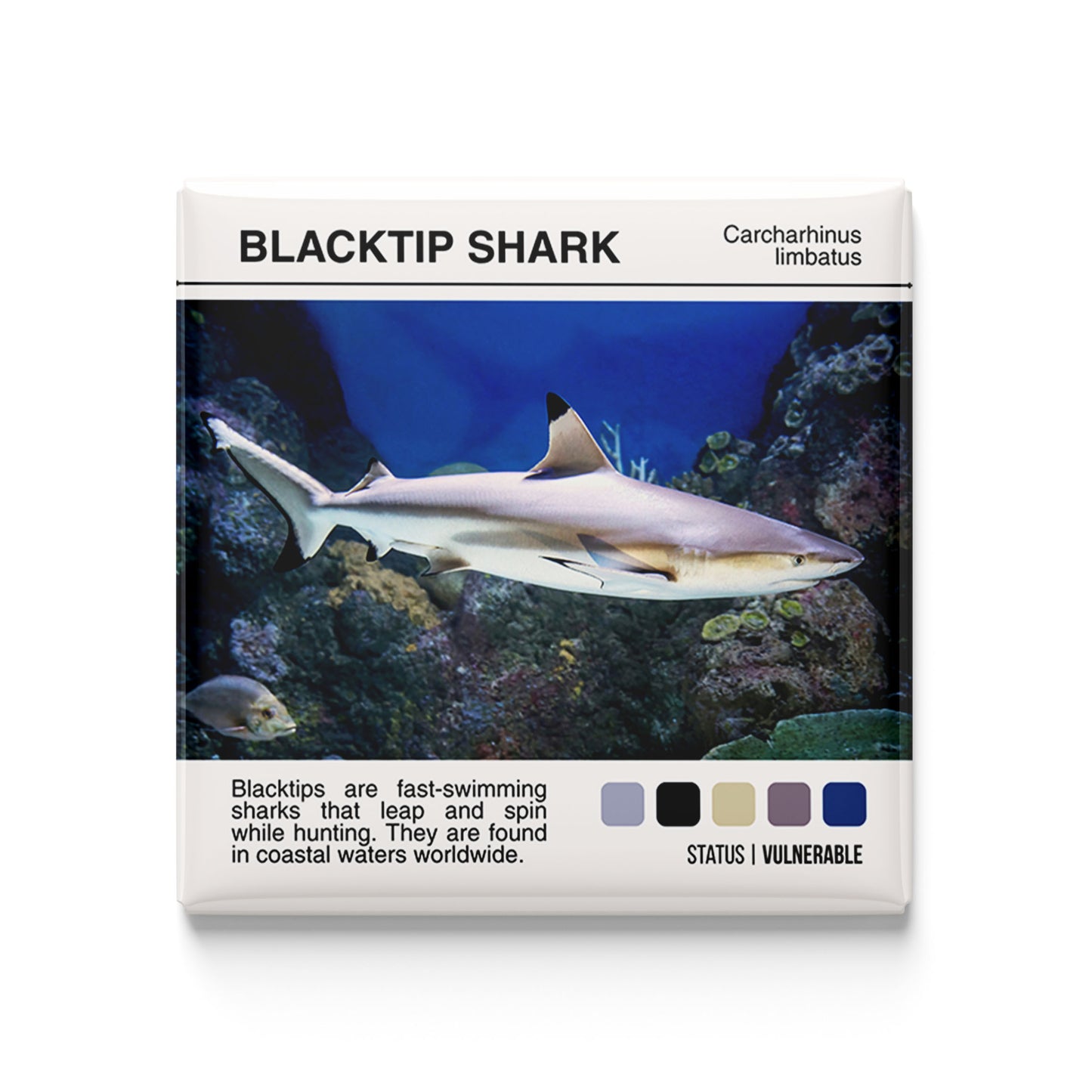 Blacktip Shark - Scientific Magnet - 2x2 Magnet