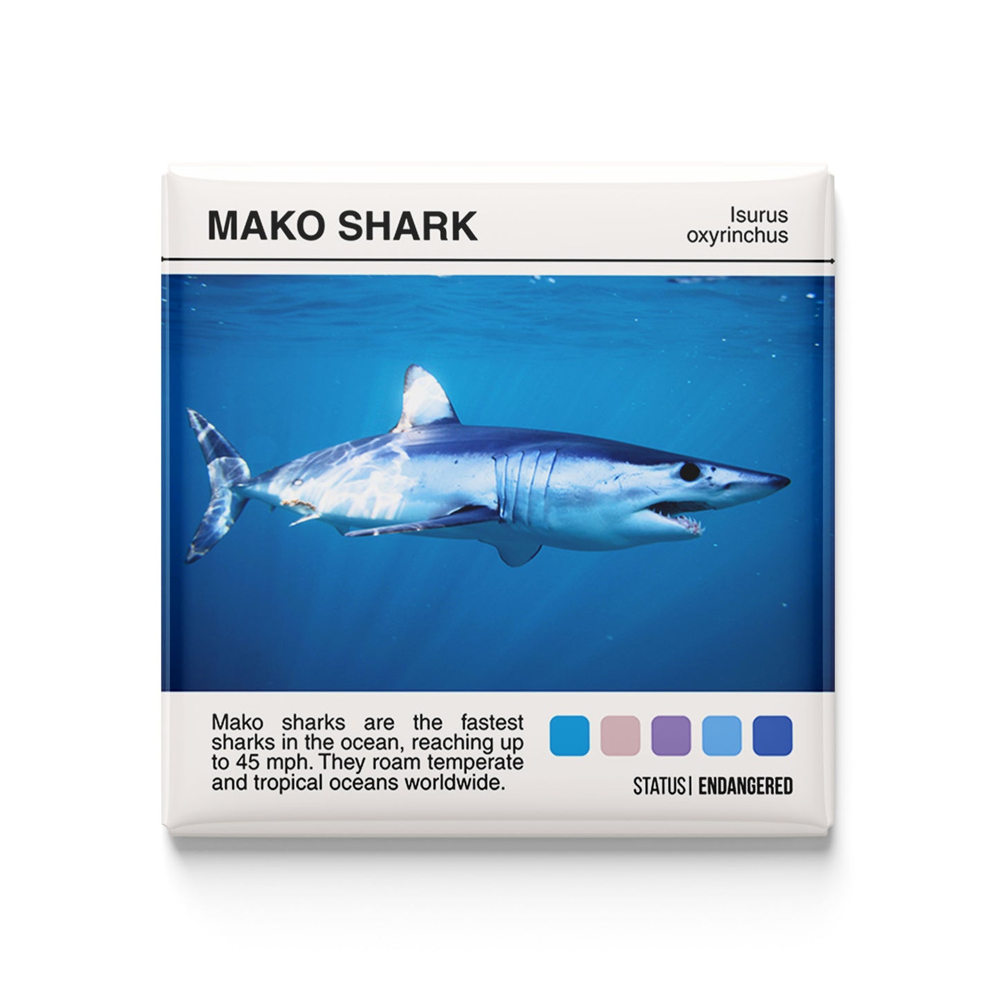 Mako Shark - Scientific Magnet - 2x2 Magnet