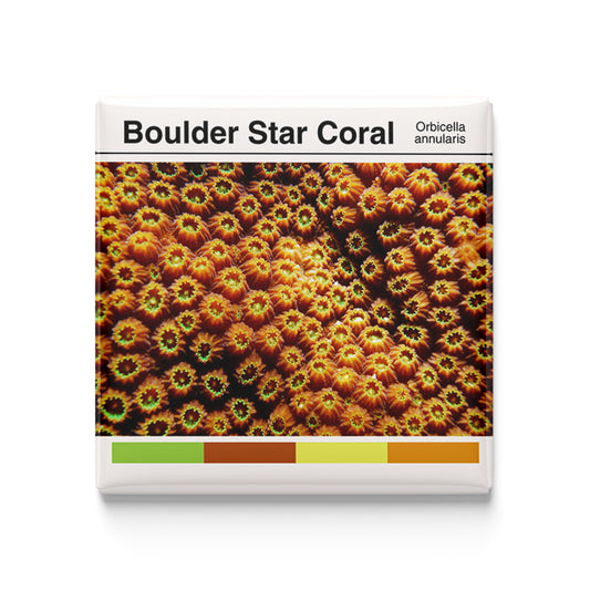Boulder Star Coral - Scientific Magnet - 2x2 Magnet