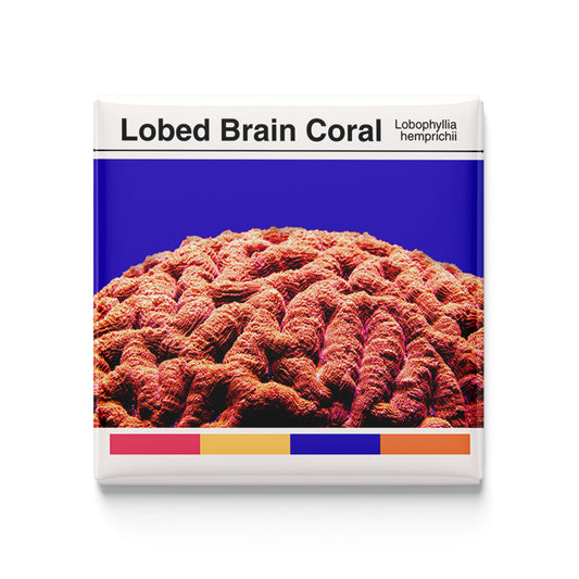 Lobed Brain Coral - Scientific Magnet - 2x2 Magnet