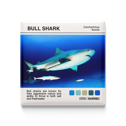 Bull Shark - Scientific Magnet - 2x2 Magnet