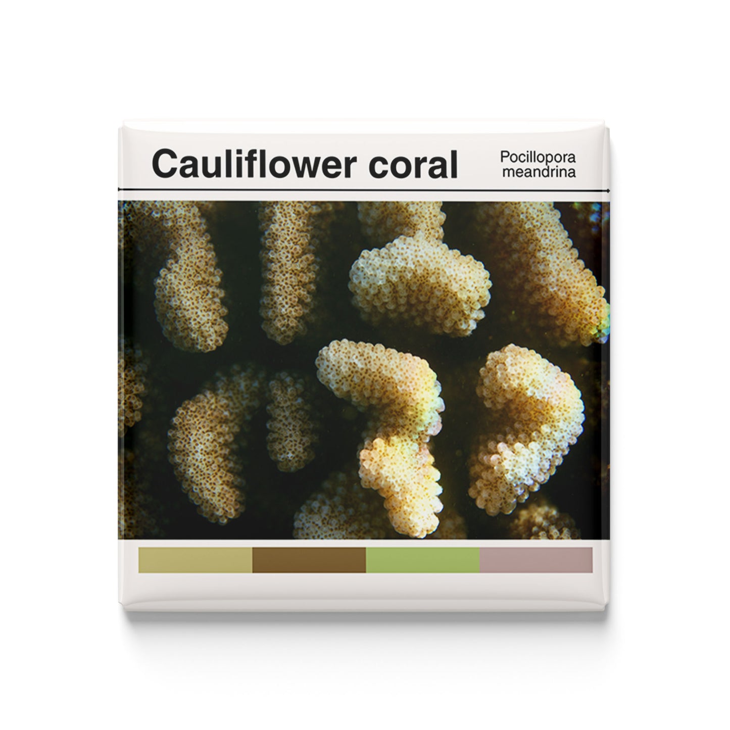 Cauliflower Coral - Scientific Magnet - 2x2 Magnet