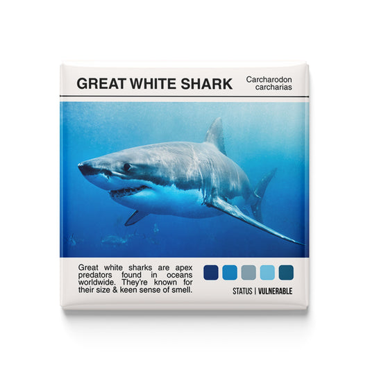 Great White Shark - Scientific Magnet - 2x2 Magnet