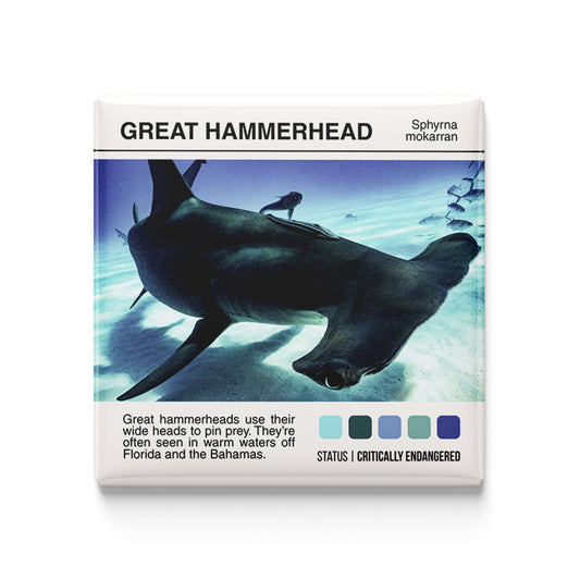 Hammerhead Shark - Scientific Magnet - 2x2 Magnet