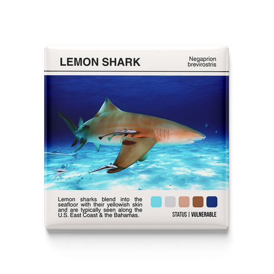 Lemon Shark - Scientific Magnet - 2x2 Magnet