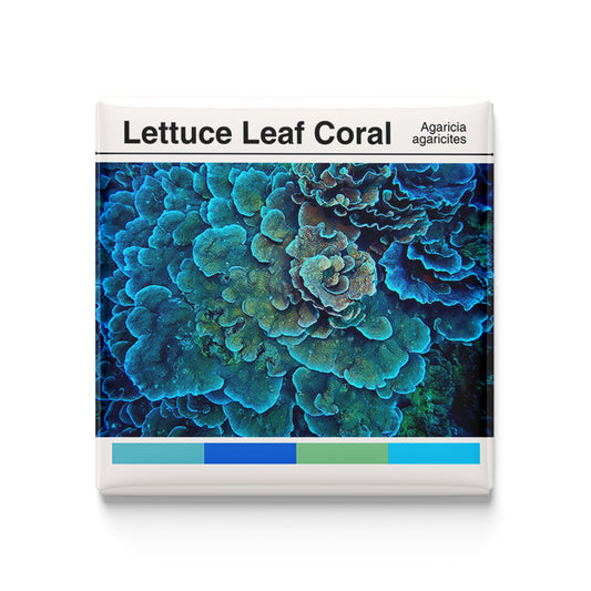 Lettuce Leaf Coral - Scientific Magnet - 2x2 Magnet