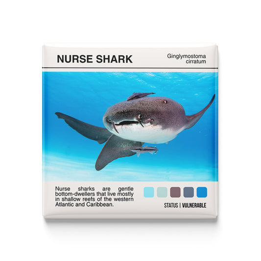 Nurse Shark - Scientific Magnet - 2x2 Magnet