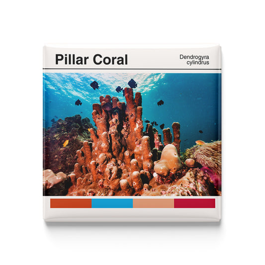 Pillar Coral - Scientific Magnet - 2x2 Magnet