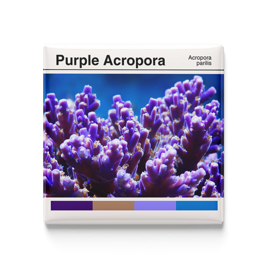 Purple Acropora Coral - Scientific Magnet - 2x2 Magnet