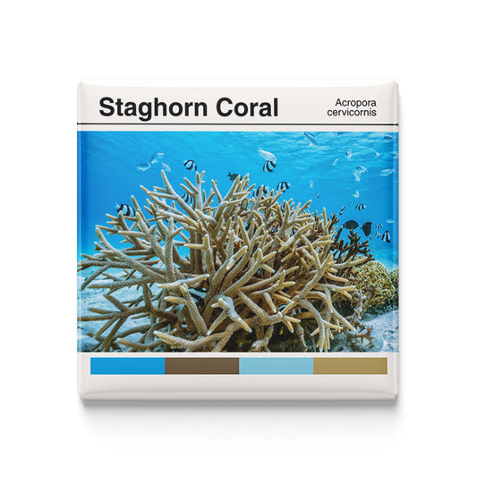 Staghorn Coral - Scientific Magnet - 2x2 Magnet