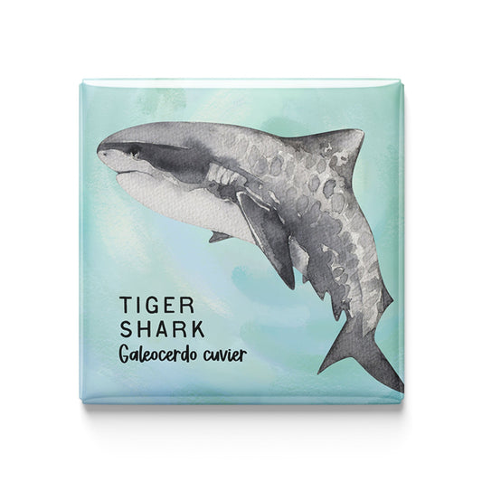 Tiger Shark Watercolor Magnet – 2x2" Handmade Ocean Wildlife Art