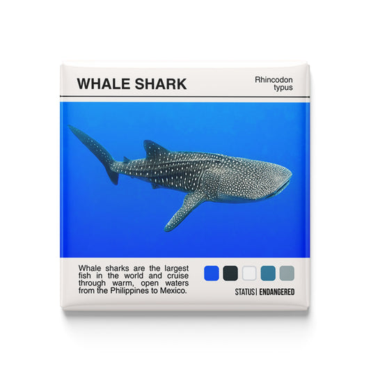 Whale Shark - Scientific Magnet - 2x2 Magnet